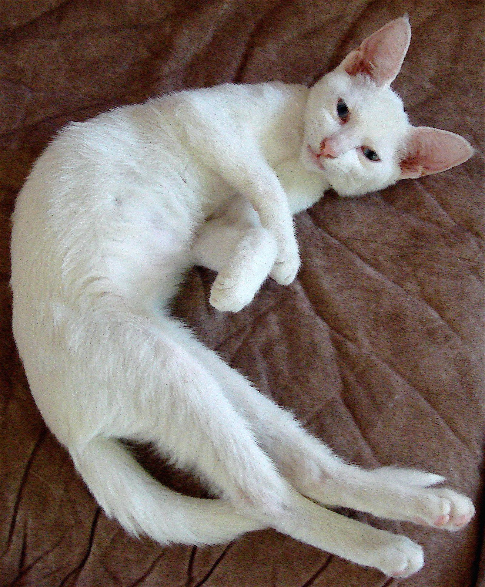Albino Siamese