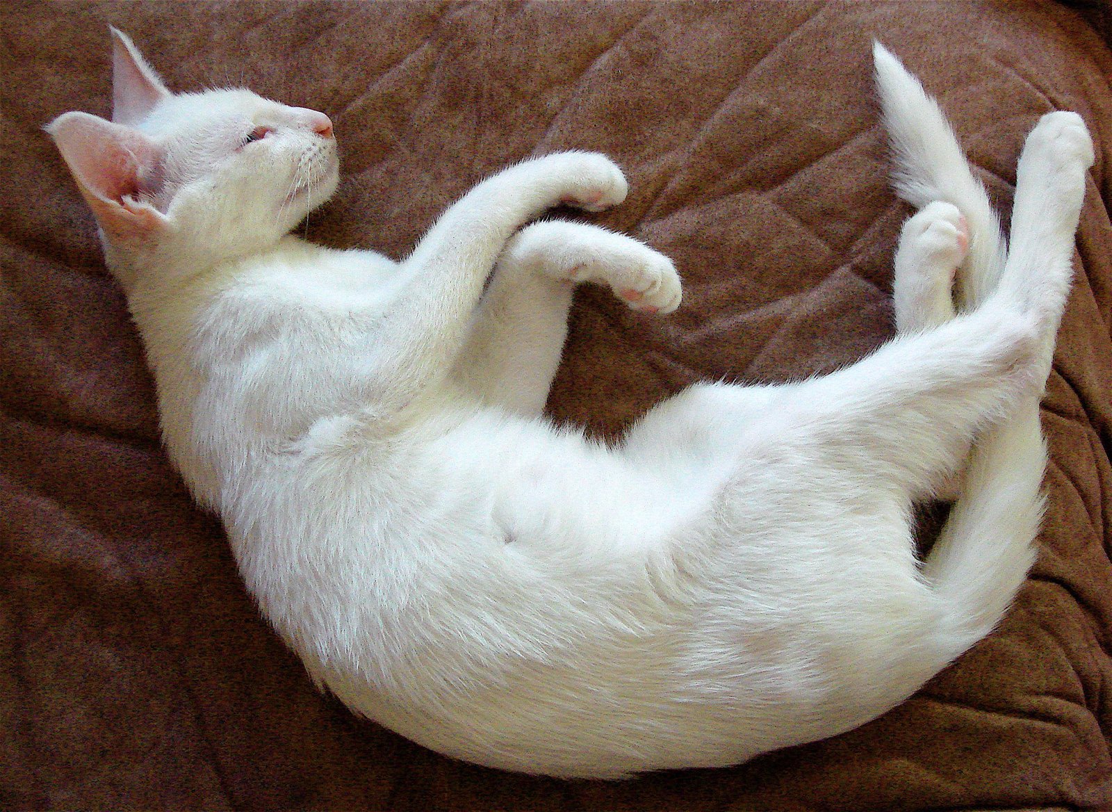 Albino Siamese Duke