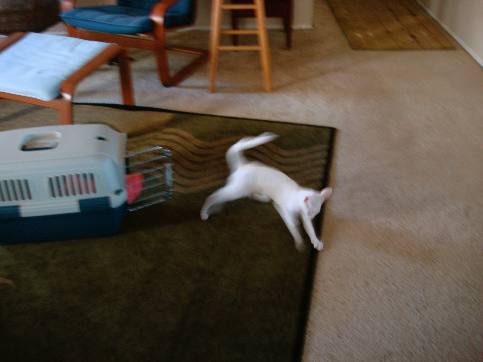 Leaping Into New Home