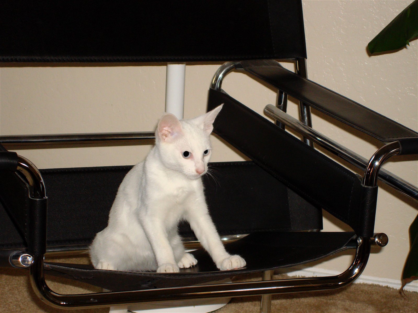 Learning To Be The Boss