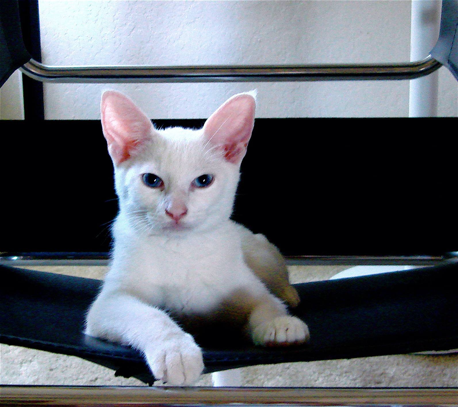 Sir Duke the Destroyer